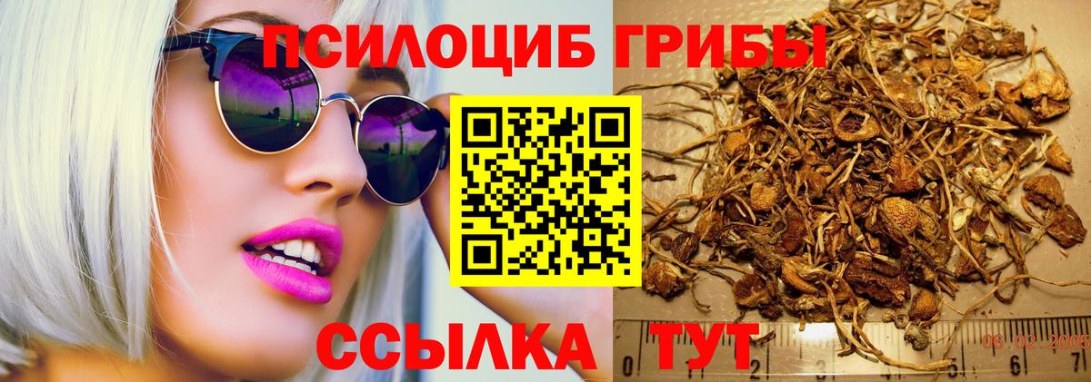 Галлюциногенные грибы Psilocybine cubensis Тулун